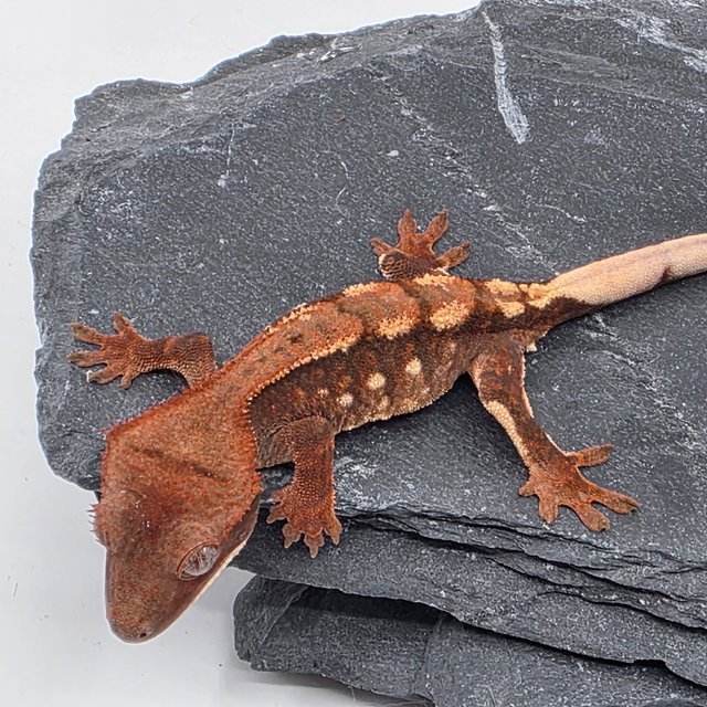 초초 화이트포트홀 화이트스팟 화이트핀