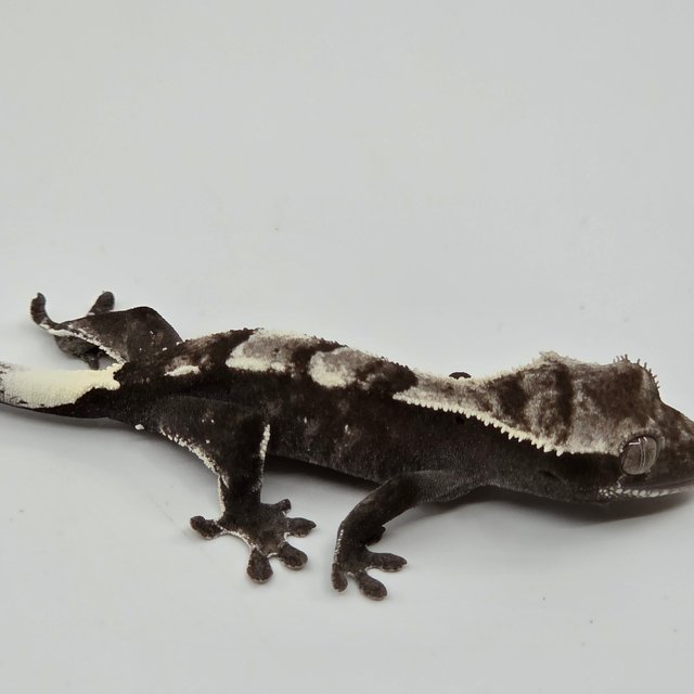 Sable Axanthic White