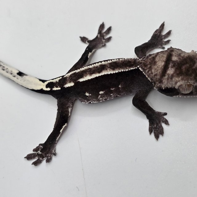 Axanthic White Pin