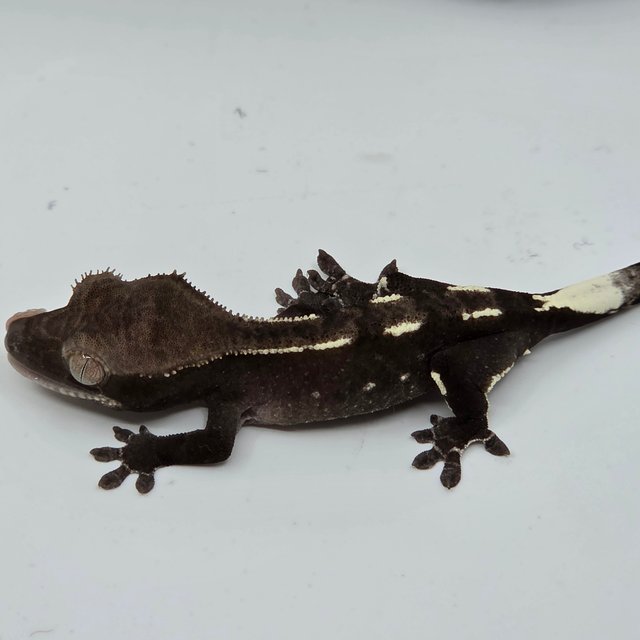 Axanthic White Pin