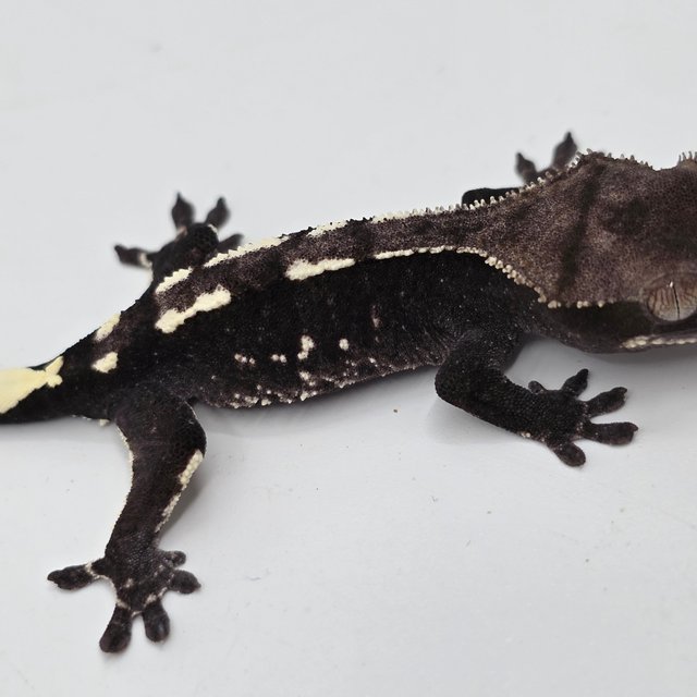 Axanthic White Spot White Porthole