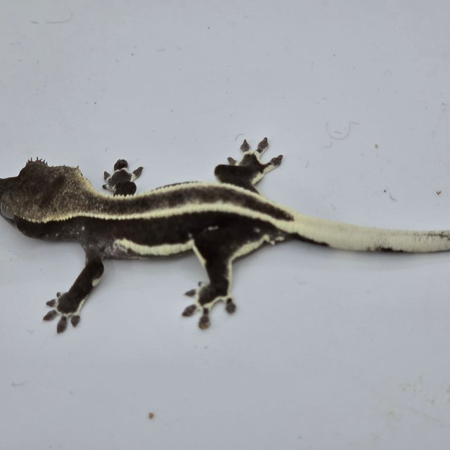 릴잔틱 슈퍼스트라이프