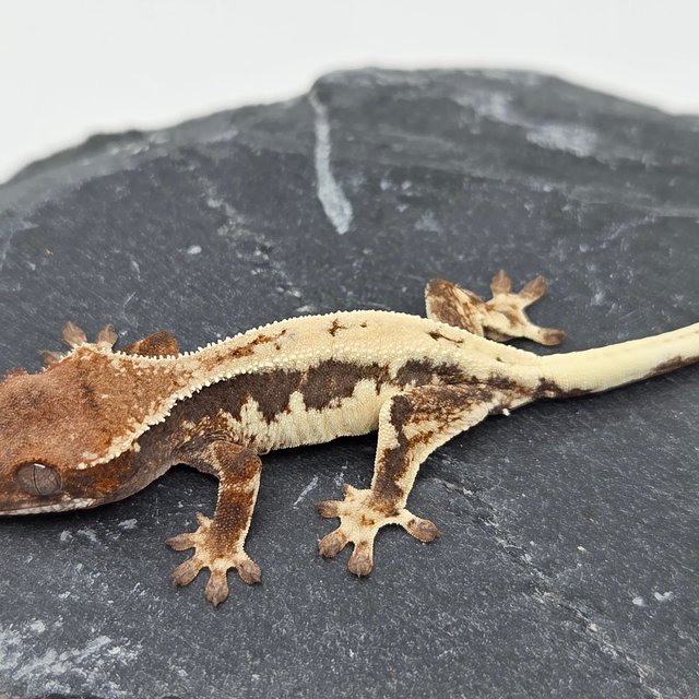 100%헷아잔틱 릴리 세이블