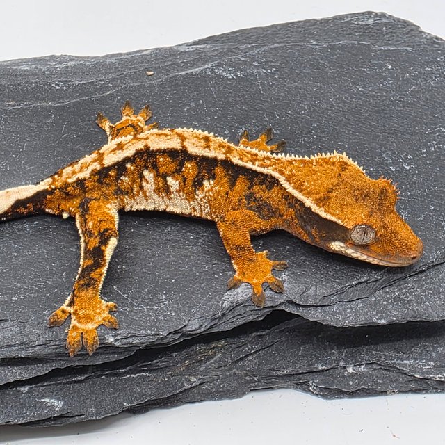 화이트크라운 화이트핀 텐저린 트라이