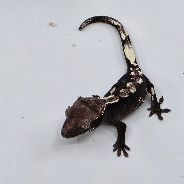 White Pin White Porthole Axanthic