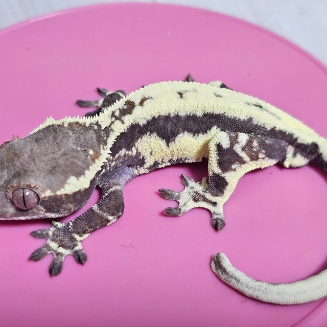 프라푸치노