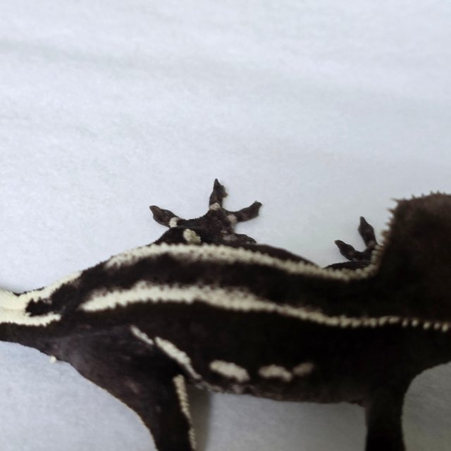Axanthic Pinstripe White Black