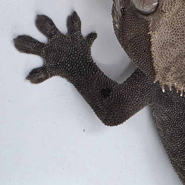 Axanthic Sable White