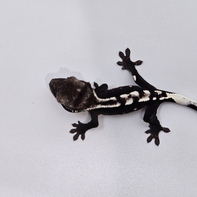 아잔틱