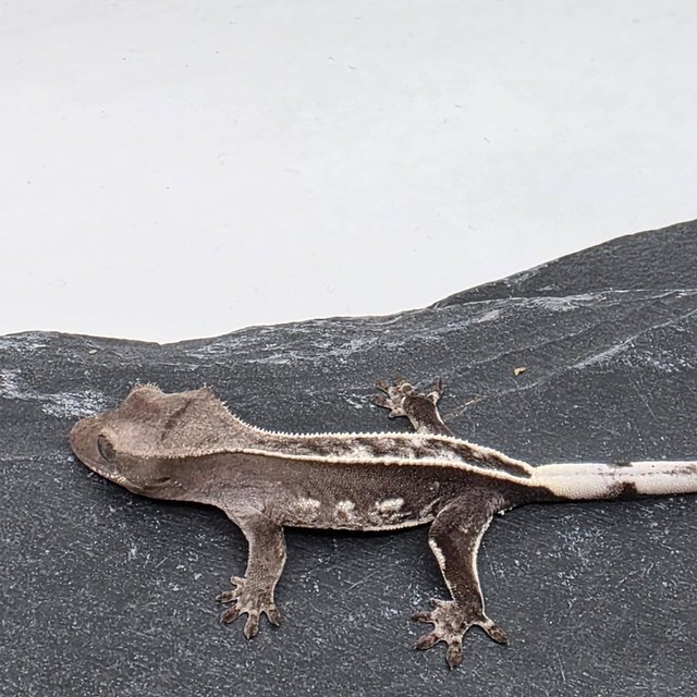 아잔틱 풀핀 쿼드 화이트