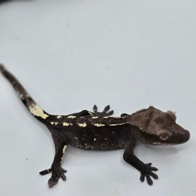 아잔틱 화이트포트홀 화이트스팟