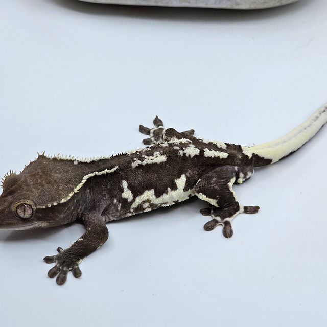 릴잔틱