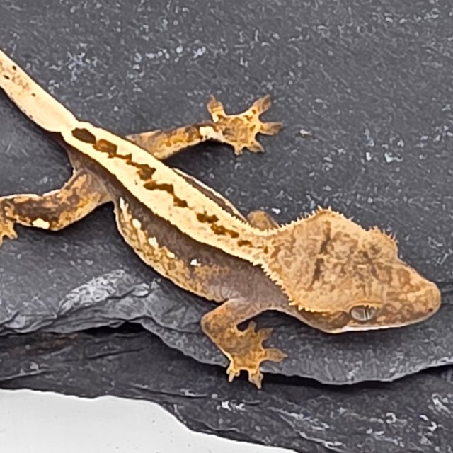 100% Het Axanthic Empty Back Super Stripe