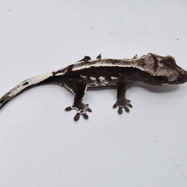 Axanthic White Spot White Crown White Pin