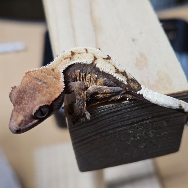 세이블