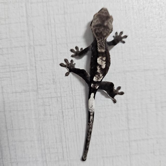 아잔틱