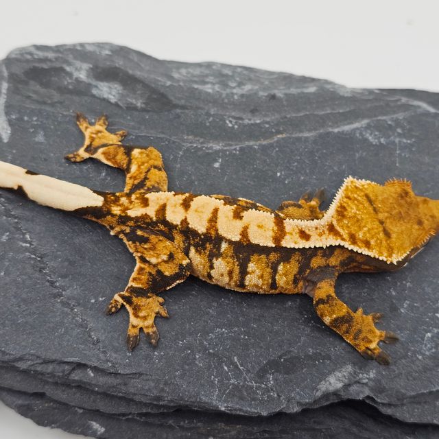 White Pin Tri Tangerine Barb