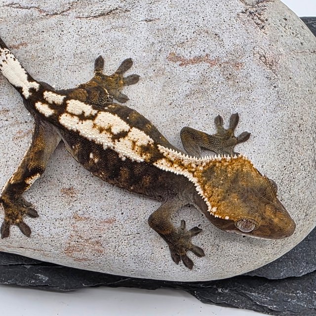 Sable 100% Het Axanthic