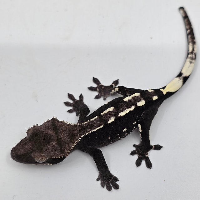 Axanthic White Spot White Porthole