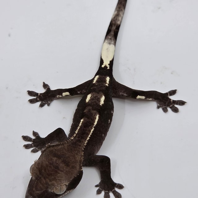 Axanthic White Pin