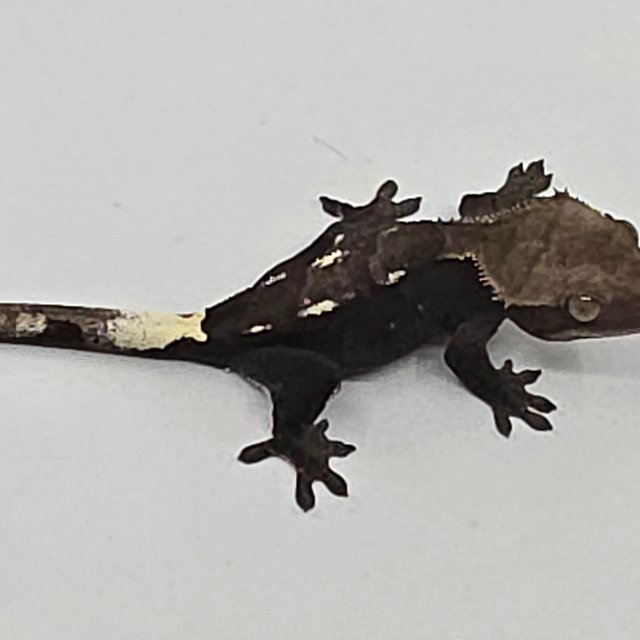 Axanthic Sable White