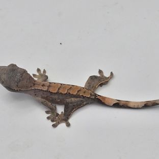 세이블