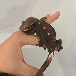아잔틱