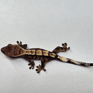 트라이 세이블