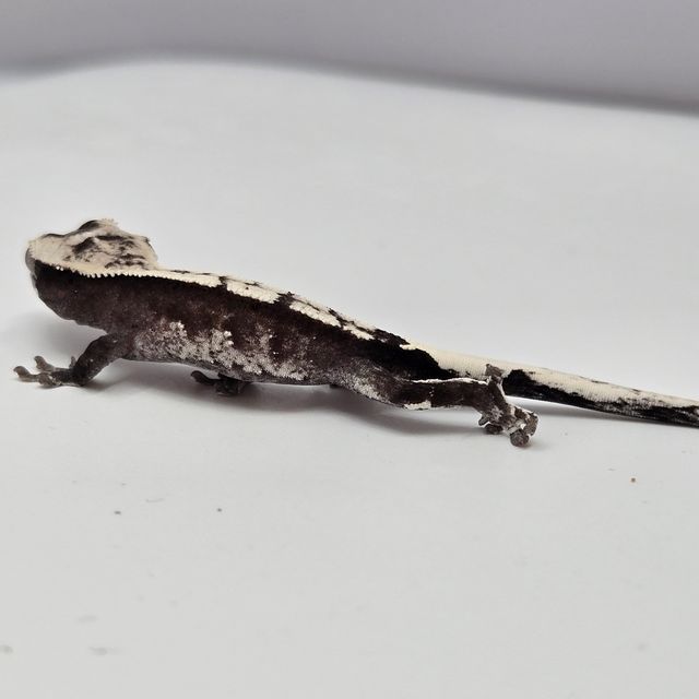아잔틱