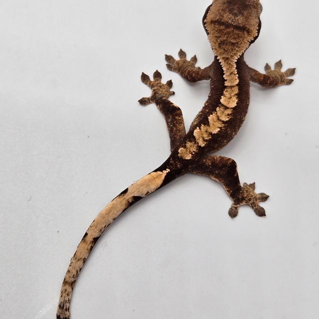 100%헷아잔틱