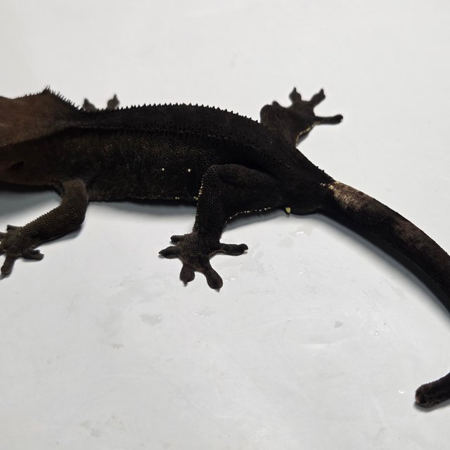 챠콜 팬텀 카푸치노