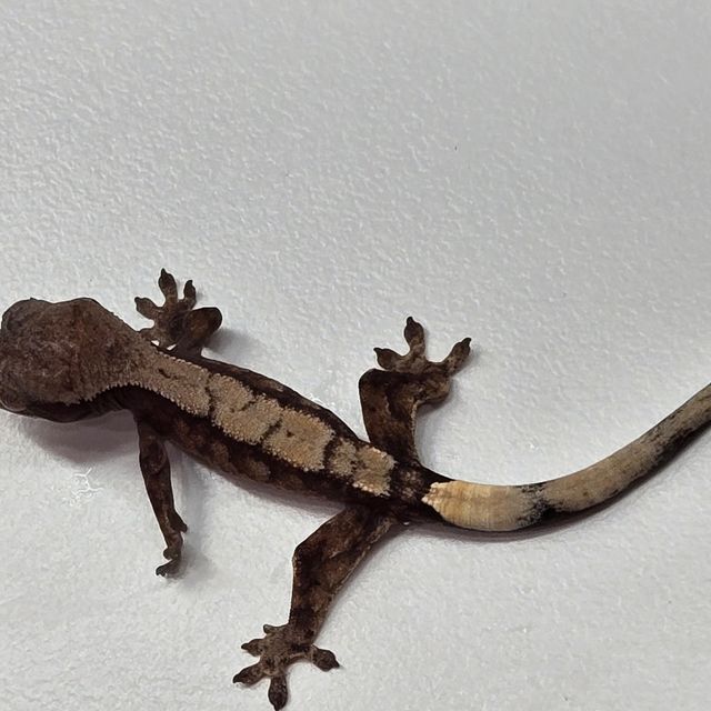 세이블