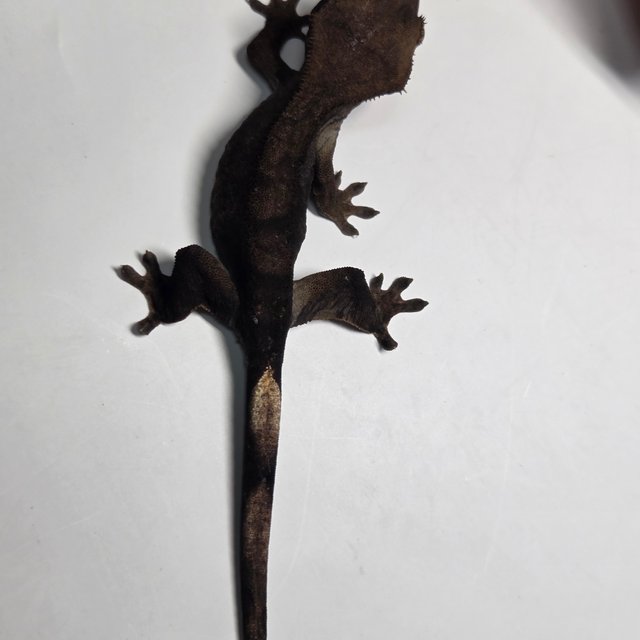 챠콜 팬텀 카푸치노