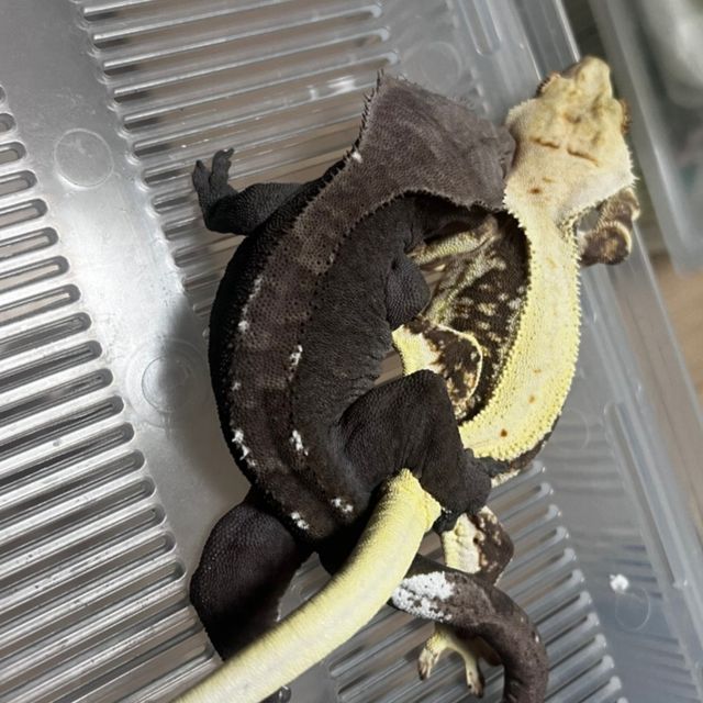아잔틱