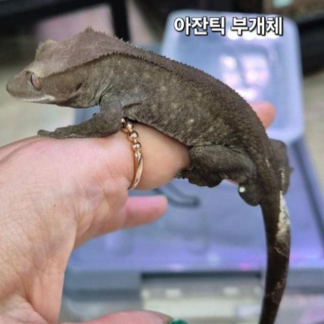 아잔틱 100%헷아잔틱