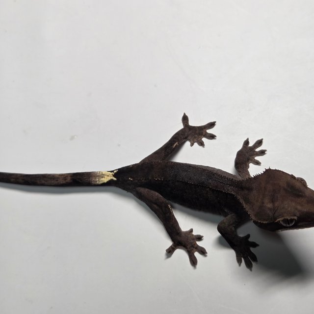 챠콜 팬텀 카푸치노