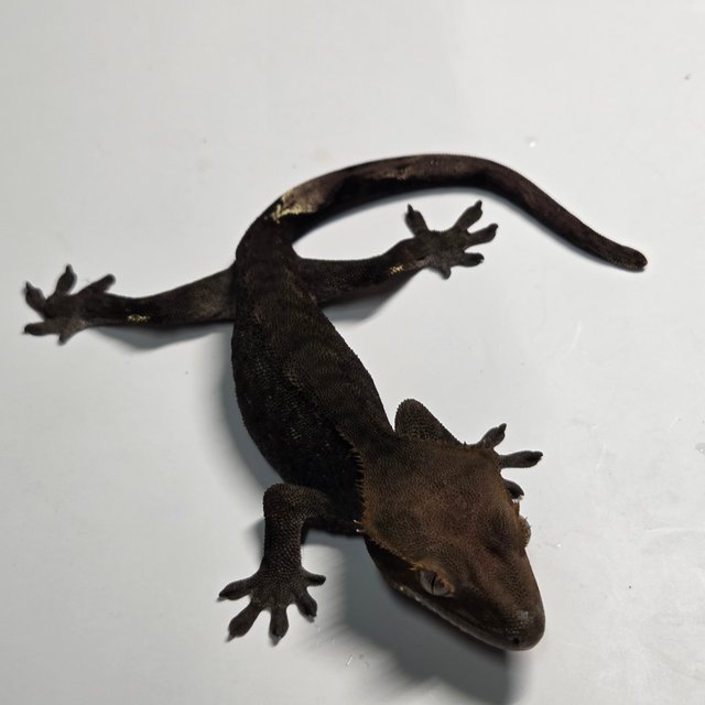 챠콜 팬텀 카푸치노