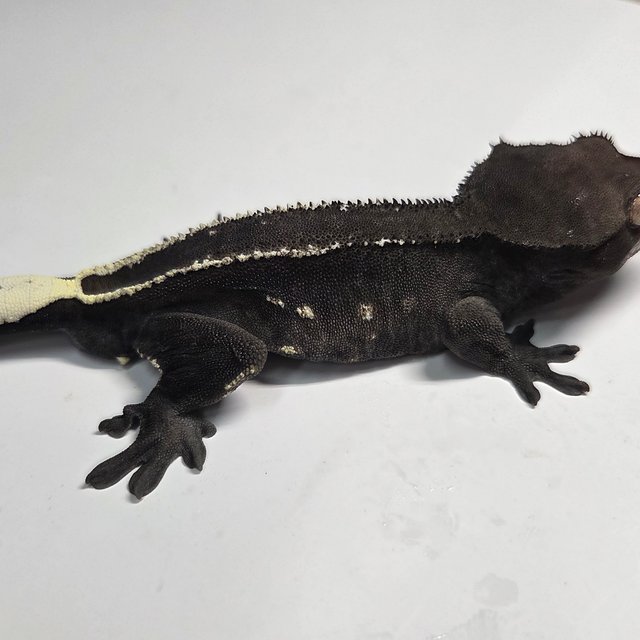 아잔틱 풀핀 엠티백