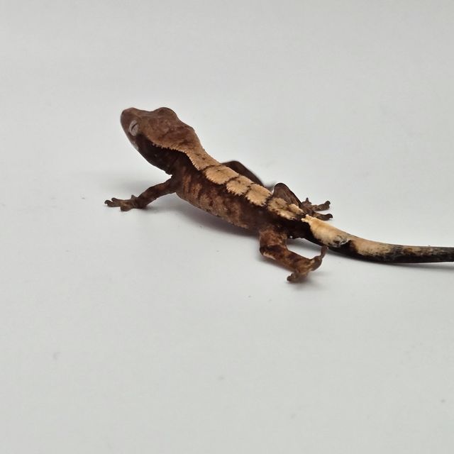 세이블