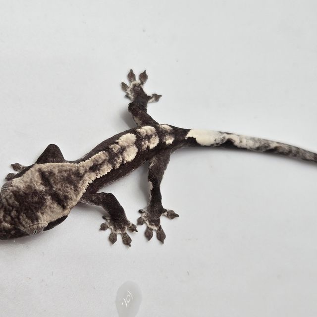 아잔틱