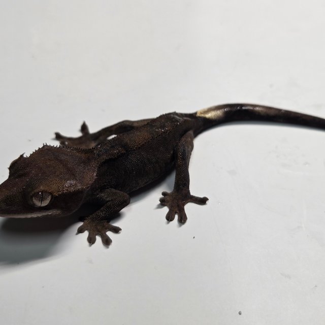 챠콜 팬텀 카푸치노