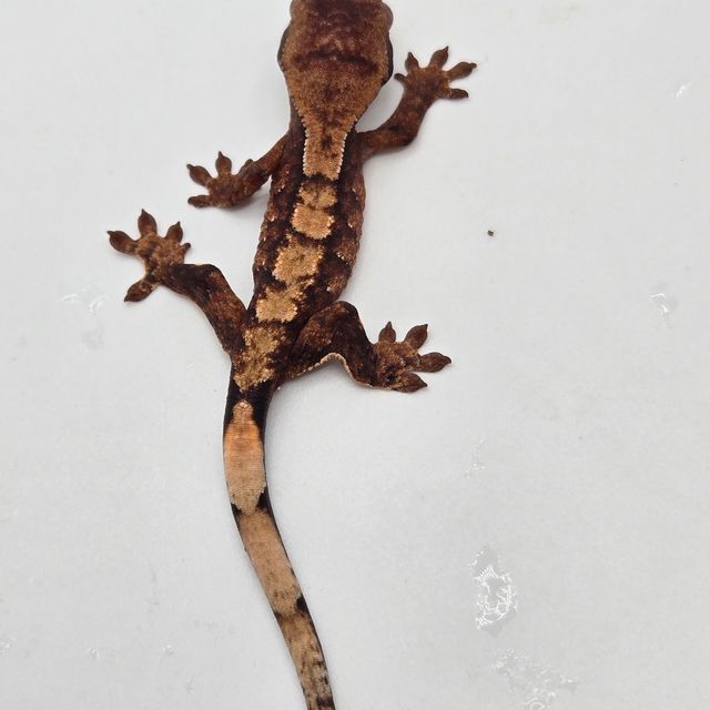 세이블
