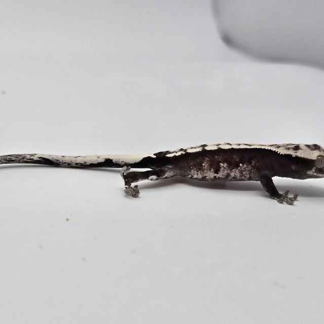 아잔틱