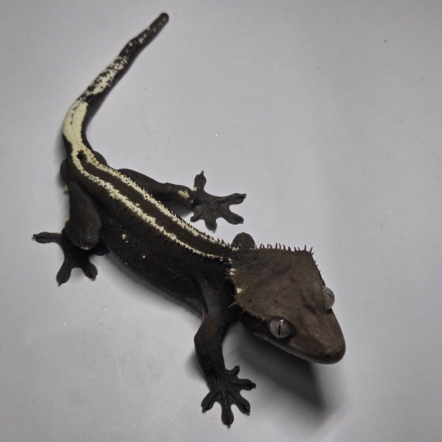 아잔틱 슈퍼스트라이프 엠티백 풀핀