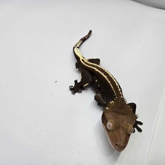 아잔틱 풀핀 슈퍼스트라이프 엠티백