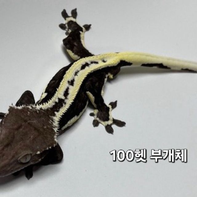 아잔틱 100%헷아잔틱