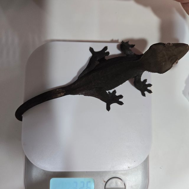 아잔틱
