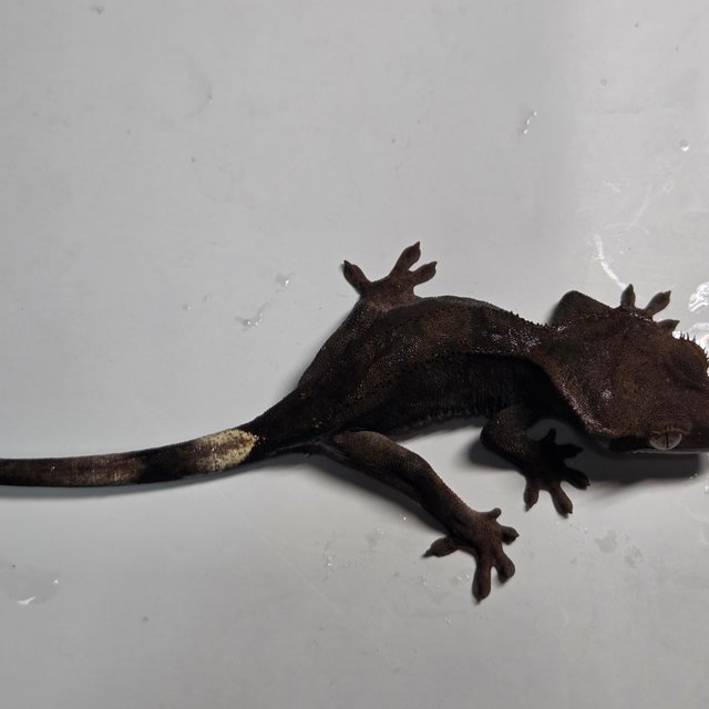 챠콜 팬텀 카푸치노