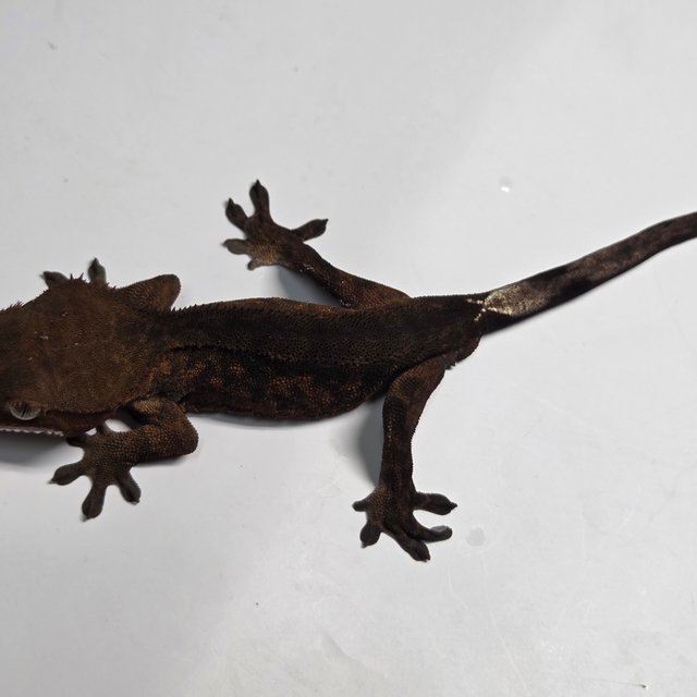 챠콜 팬텀 카푸치노