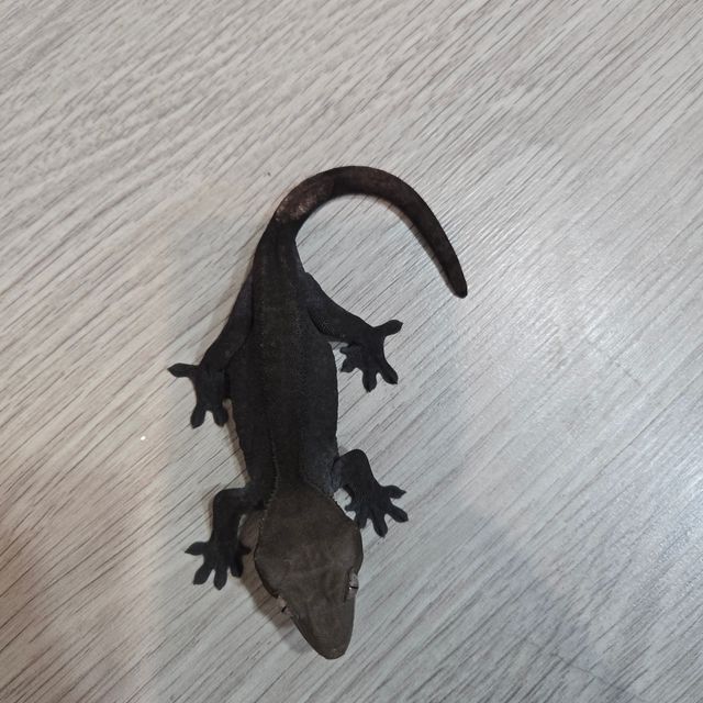 아잔틱